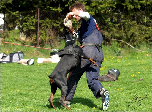 Dogs in training 5/2008